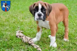 Mehr über den Artikel erfahren Boxer Züchter und Welpen in Wolfenbüttel