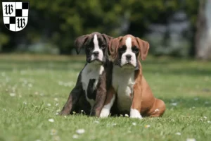 Mehr über den Artikel erfahren Boxer Züchter und Welpen in Wunsiedel