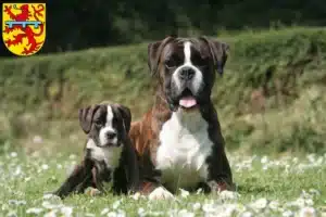 Mehr über den Artikel erfahren Boxer Züchter und Welpen in Zweibrücken