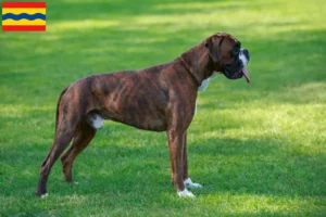 Mehr über den Artikel erfahren Boxer Züchter und Welpen in Overijssel