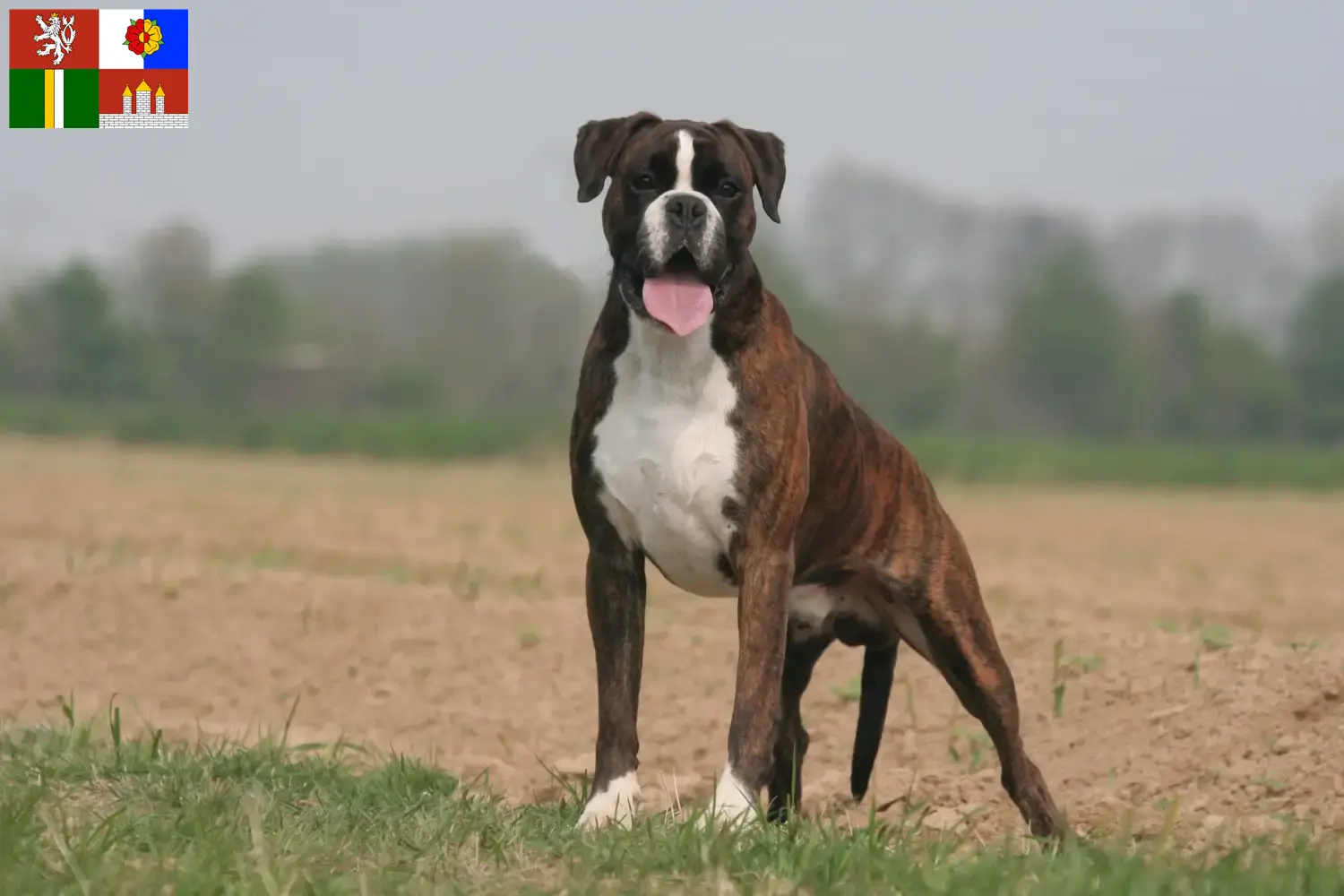 Mehr über den Artikel erfahren Boxer Züchter und Welpen in Südböhmen