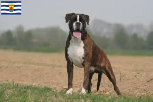 Mehr über den Artikel erfahren Boxer Züchter und Welpen in Zeeland