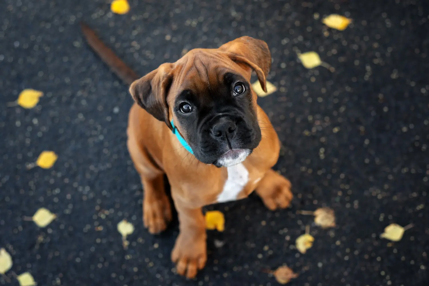 Einen Boxer Welpen zu kaufen, bedeutet Verantwortung zu übernehmen! Boxer Welpen kaufen.