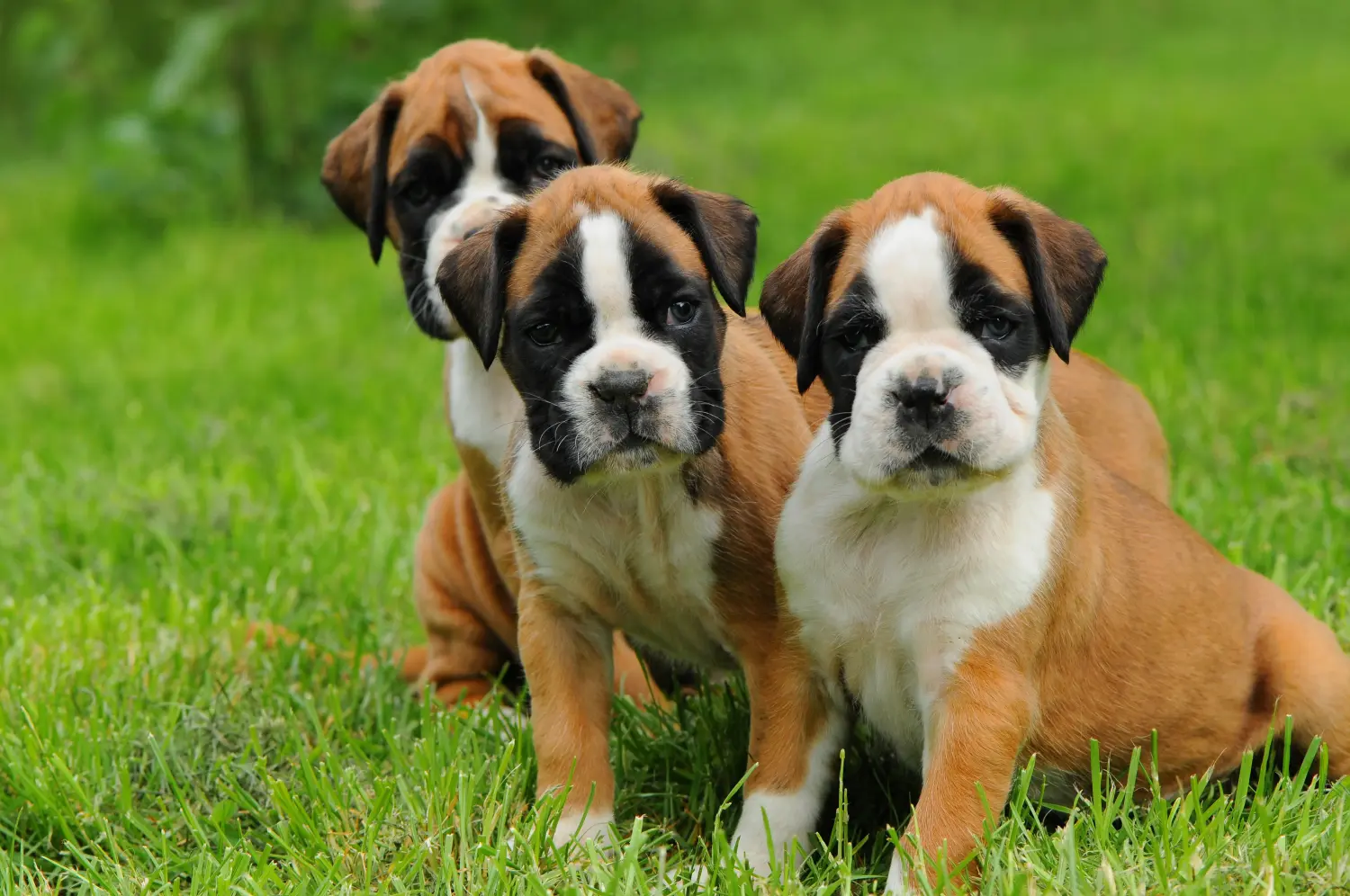 Einen Boxer Welpen zu kaufen, bedeutet Verantwortung zu übernehmen! Boxer Welpen kaufen.