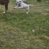 Boxer Welpe weiße Hündin