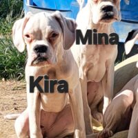 Kira,Mina und Sammy