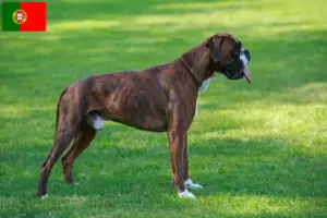 Mehr über den Artikel erfahren Boxer Züchter und Welpen in Portugal