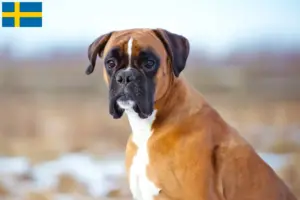 Mehr über den Artikel erfahren Boxer Züchter und Welpen in Schweden