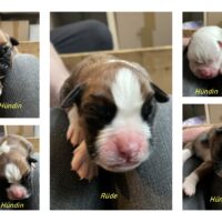 Boxerwelpen geboren am 02.05.2025 abzugeben