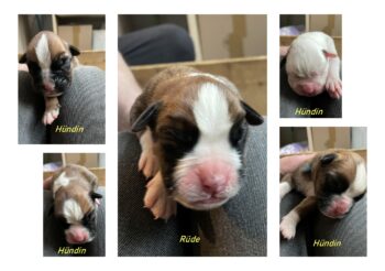 Boxerwelpen geboren am 02.05.2025 abzugeben