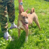 🆘Sunny wartet auf ihre Lebensretter - wer holt sie aus der Tötung?🆘mit VIDEO!