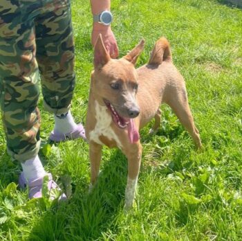 🆘Sunny wartet auf ihre Lebensretter - wer holt sie aus der Tötung?🆘mit VIDEO!