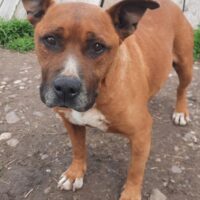 🖤Verstorben🖤TOR - ein herzensguter Bub und treuer Begleiter!