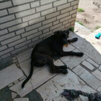 Dunkelgestromter Boxer Rüde