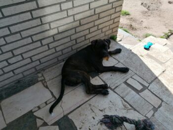 Dunkelgestromter Boxer Rüde