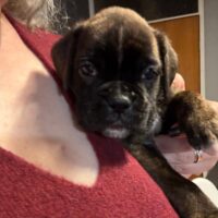 Boxer der Stadt Dahlen / Welpen mit Papiere! 1 Hündin noch frei !
