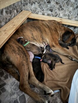 Boxer der Stadt Dahlen Welpen mit Papiere