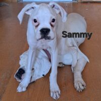 Sammy will ausziehen