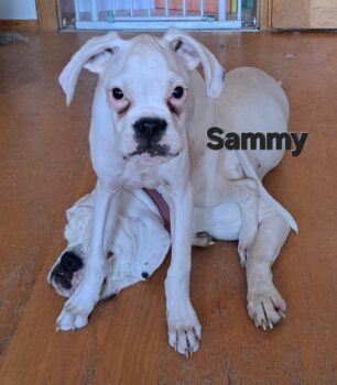 Sammy will ausziehen