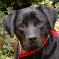 Chopper, Boxer-Labrador-Mix