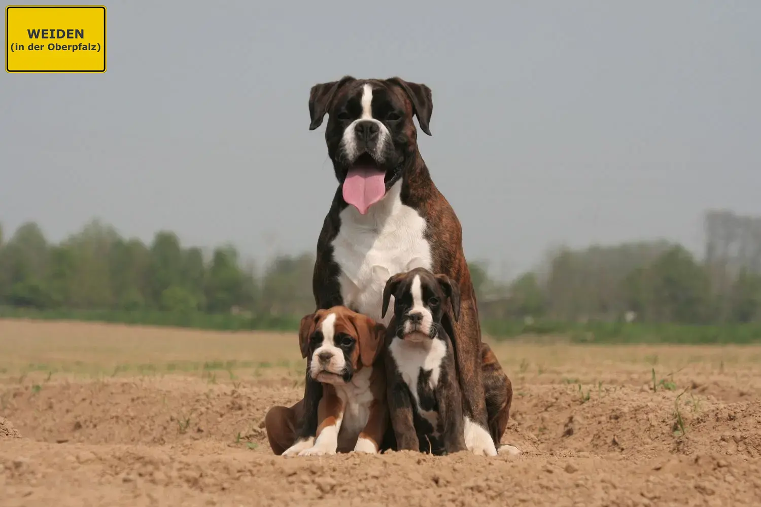 Boxer Welpen und Züchter Weiden in der Oberpfalz Hier findest Du Boxer Züchter in Weiden in der Oberpfalz.
