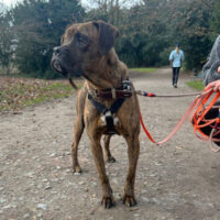 Mocka (weibl., geb. ca. Juli 2021) - auf Pflegestelle in Deutschland! (mit Videos)