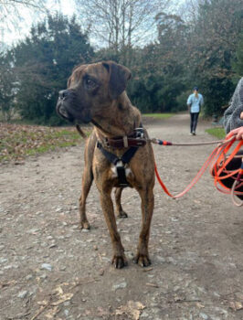 Mocka (weibl., geb. ca. Juli 2021) - auf Pflegestelle in Deutschland! (mit Videos)