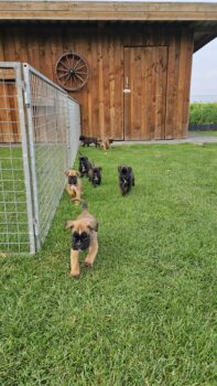 Reinrassige Boxerwelpen mit Papiere vom DRC