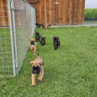 Reinrassige Boxerwelpen mit Papiere vom DRC