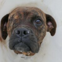 Mocka (weibl., geb. ca. Juli 2021) - wurde gerade rechtzeitig entdeckt und somit ihr Leben gerettet.