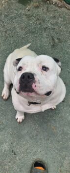 Coco, sanft, toll mit Kindern+Artgenossen