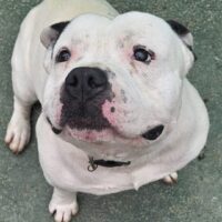 Coco, sanft, toll mit Kindern+Artgenossen