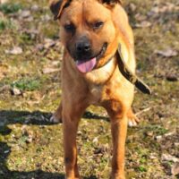 Lordas: Rüde • 50cm • 19kg