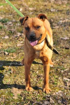 Lordas: Rüde • 50cm • 19kg