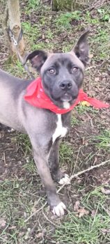 Amira, besondere Schönheit, sucht ihr Körbchen