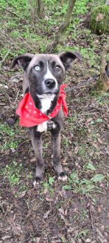 Aida, die Schöne, sucht eine liebe Familie