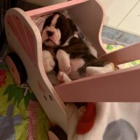 Boxerwelpen aus VDH Zucht