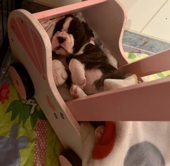 Boxerwelpen aus VDH Zucht