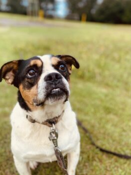 Balbo Rüde • geb.ca. 2019-2021 • 47cm • 23kg