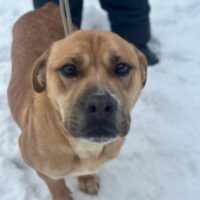 PIXIE - Wer rettet sie aus der Tötung?