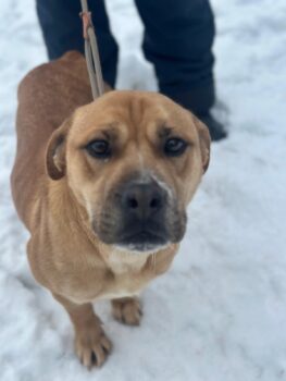 PIXIE - Wer rettet sie aus der Tötung?