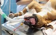 chien intubé sur la table d'opération