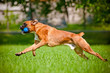 german boxer dog running outdoors