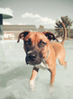 a cute dog at a pool