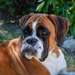 Beautiful Boxer dog fawn attentive and lying.